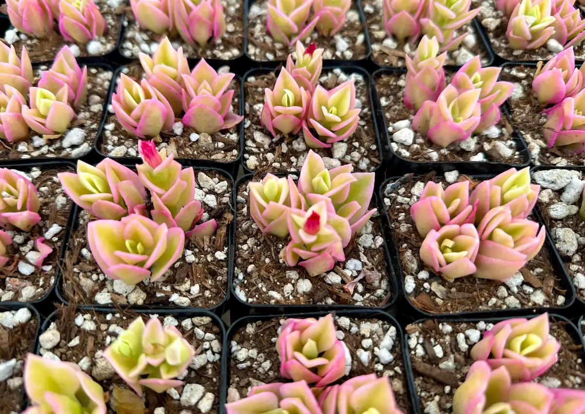 Variegated Baby Sun Rose Live Plant - Pink Succulent in 2 inch or 4 inch Pot - Image 3
