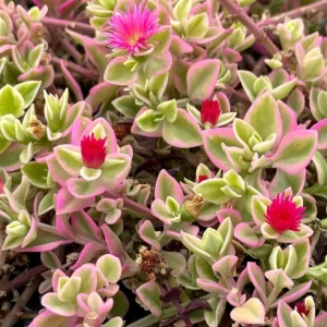 Variegated Baby Sun Rose Live Plant - Pink Succulent in 2 inch or 4 inch Pot - Image 1