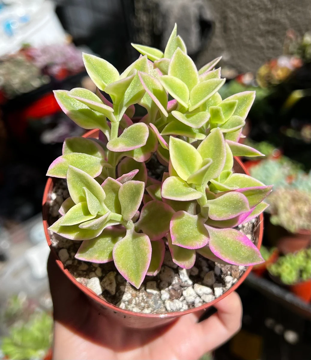 Variegated Baby Sun Rose Live Plant - Pink Succulent in 2 inch or 4 inch Pot - Image 5