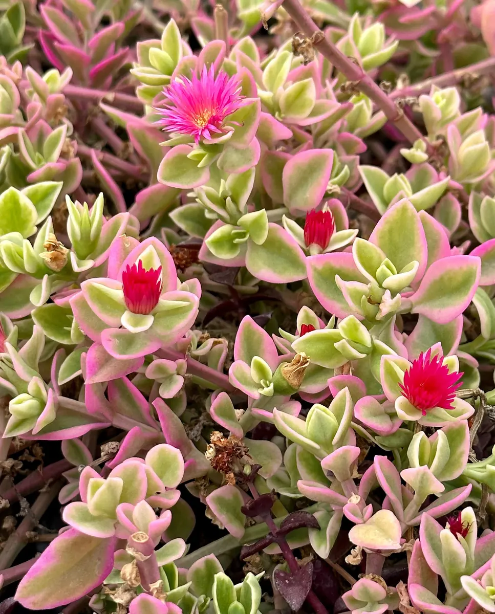Variegated Baby Sun Rose Live Plant - Pink Succulent in 2 inch or 4 inch Pot - Image 1