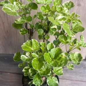 Variegated Balfour Aralia Live Plant - 6 inch Pot Indoor Houseplant - Image 1