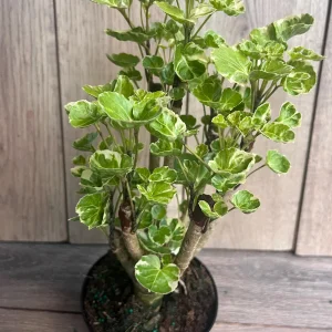 Variegated Balfour Aralia Live Plant - 6 inch Pot Indoor Houseplant - Image 6
