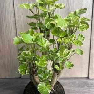 Variegated Balfour Aralia Live Plant - 6 inch Pot Indoor Houseplant - Image 7