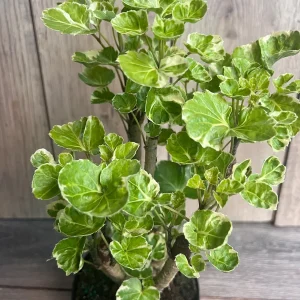 Variegated Balfour Aralia Live Plant - 6 inch Pot Indoor Houseplant - Image 8