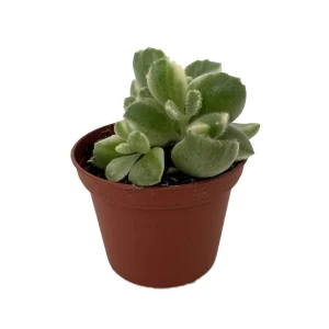 Variegated Bear Paw Succulent Live Plant - Cotyledon Tomentosa - 2.5