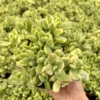 Variegated Bear's Paw Succulent Live Plant - Cotyledon Tomentosa - Potted Houseplant in 2", 4", or 6" Pot - Image 1