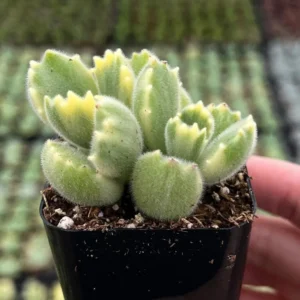 Variegated Bear's Paw Succulent Live Plant - Cotyledon Tomentosa - Potted Houseplant in 2