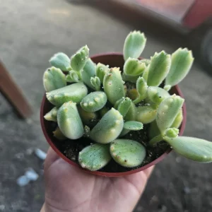 Variegated Bear's Paw Succulent Live Plant Cotyledon Tomentosa 2in or 4in Pot - Image 4
