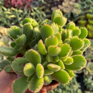 Variegated Bear's Paw Succulent Live Plant - Cotyledon Tomentosa - Potted Houseplant in 2