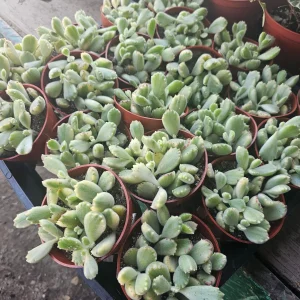 Variegated Bear's Paw Succulent Live Plant Cotyledon Tomentosa 2in or 4in Pot - Image 5