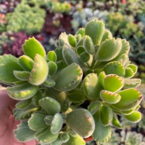 Variegated Bear's Paw Succulent Live Plant - Cotyledon Tomentosa - Potted Houseplant in 2