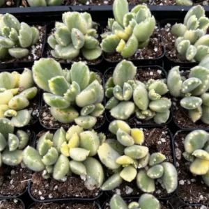 Variegated Bear's Paw Succulent Live Plant - Cotyledon Tomentosa - Potted Houseplant in 2