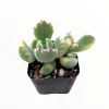 Variegated Bear's Paw Succulent Plant - Cotyledon tomentosa Live Plant - Image 1
