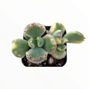 Variegated Bear's Paw Succulent Plant - Cotyledon tomentosa Live Plant - Image 2