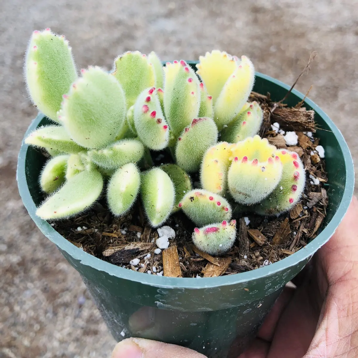 Variegated Bear's Paw Succulent Plant - Cotyledon tomentosa Live Plant - Image 3