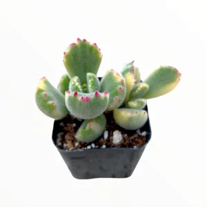 Variegated Bear's Paw Succulent Plant - Cotyledon tomentosa Live Plant - Image 1