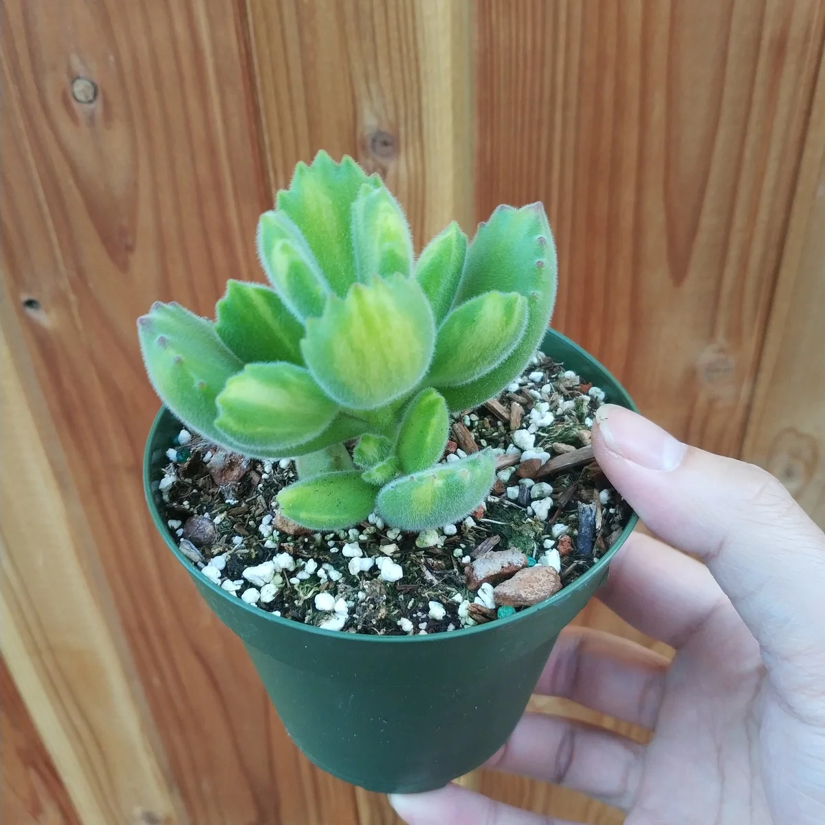 Variegated Bear's Paw Succulent Plant - Cotyledon tomentosa Live Plant - Image 4
