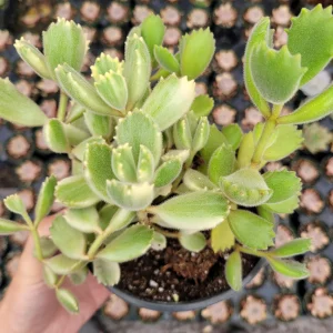 Variegated Bear's Paw Succulent Plant - Cotyledon tomentosa Live Plant - Image 6