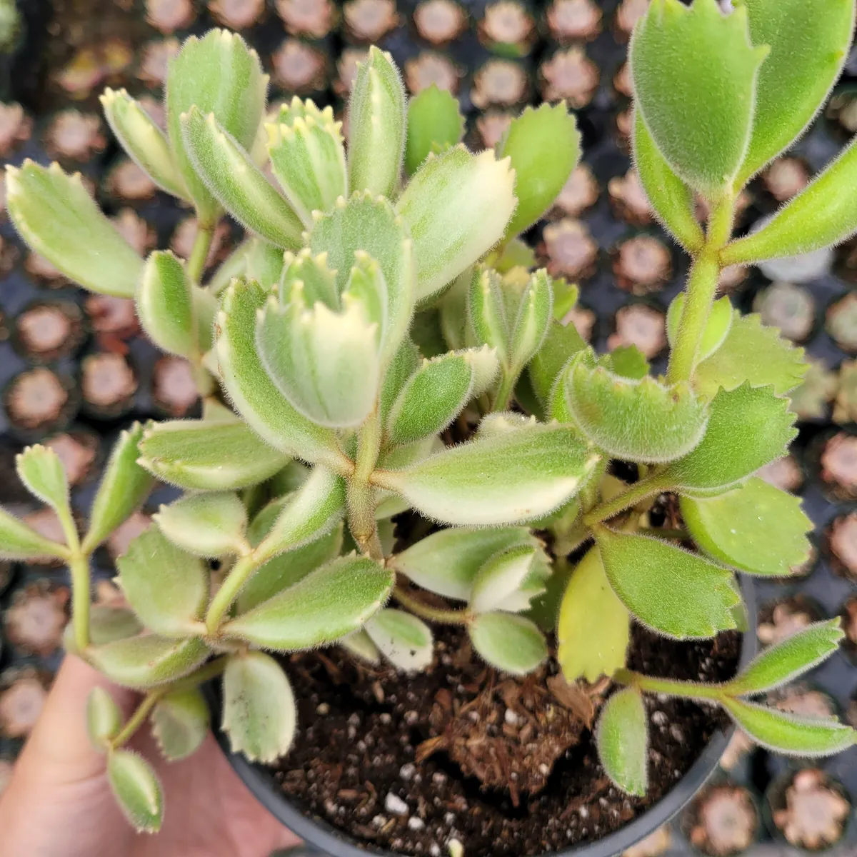 Variegated Bear's Paw Succulent Plant - Cotyledon tomentosa Live Plant - Image 7
