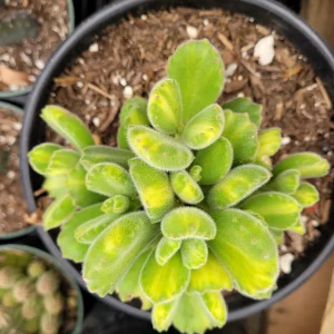 Variegated Bear's Paw Succulent Plant - Cotyledon tomentosa Live Plant - Image 8