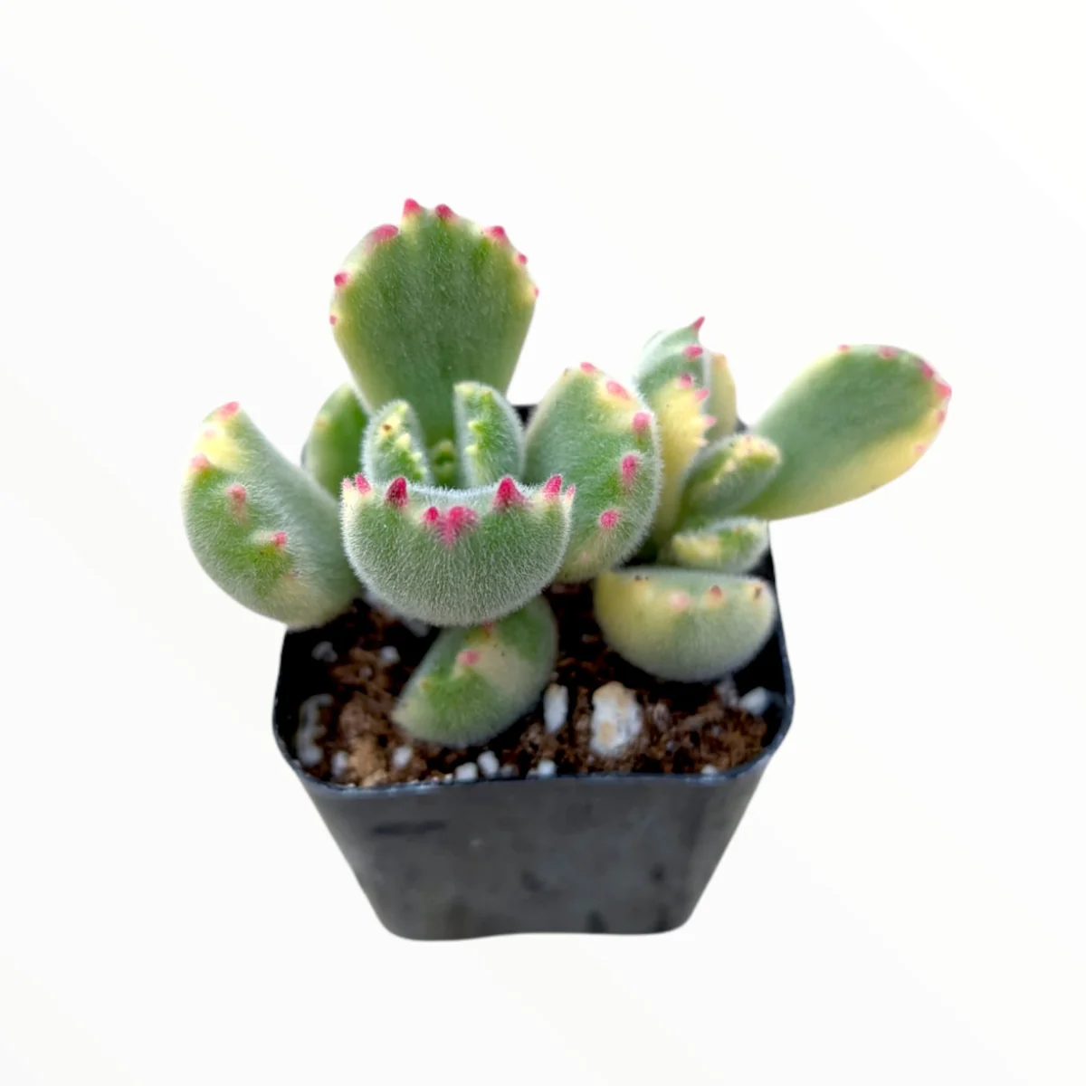 Variegated Bear's Paw Succulent Plant - Cotyledon tomentosa Live Plant - Image 1