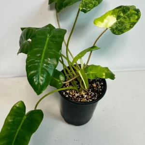 Variegated Burle Marx Philodendron Live Plant - Collector's Aroid Houseplant - Image 2