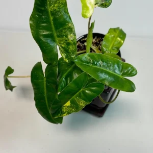 Variegated Burle Marx Philodendron Live Plant - Collector's Aroid Houseplant - Image 3