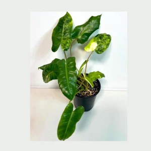 Variegated Burle Marx Philodendron Live Plant - Collector's Aroid Houseplant - Image 1