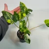 Variegated Burle Marx Philodendron Live Plant - Indoor & Outdoor Tropical Houseplant - Image 1