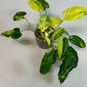 Variegated Burle Marx Philodendron Live Plant – Indoor & Outdoor Tropical Houseplant - Image 2