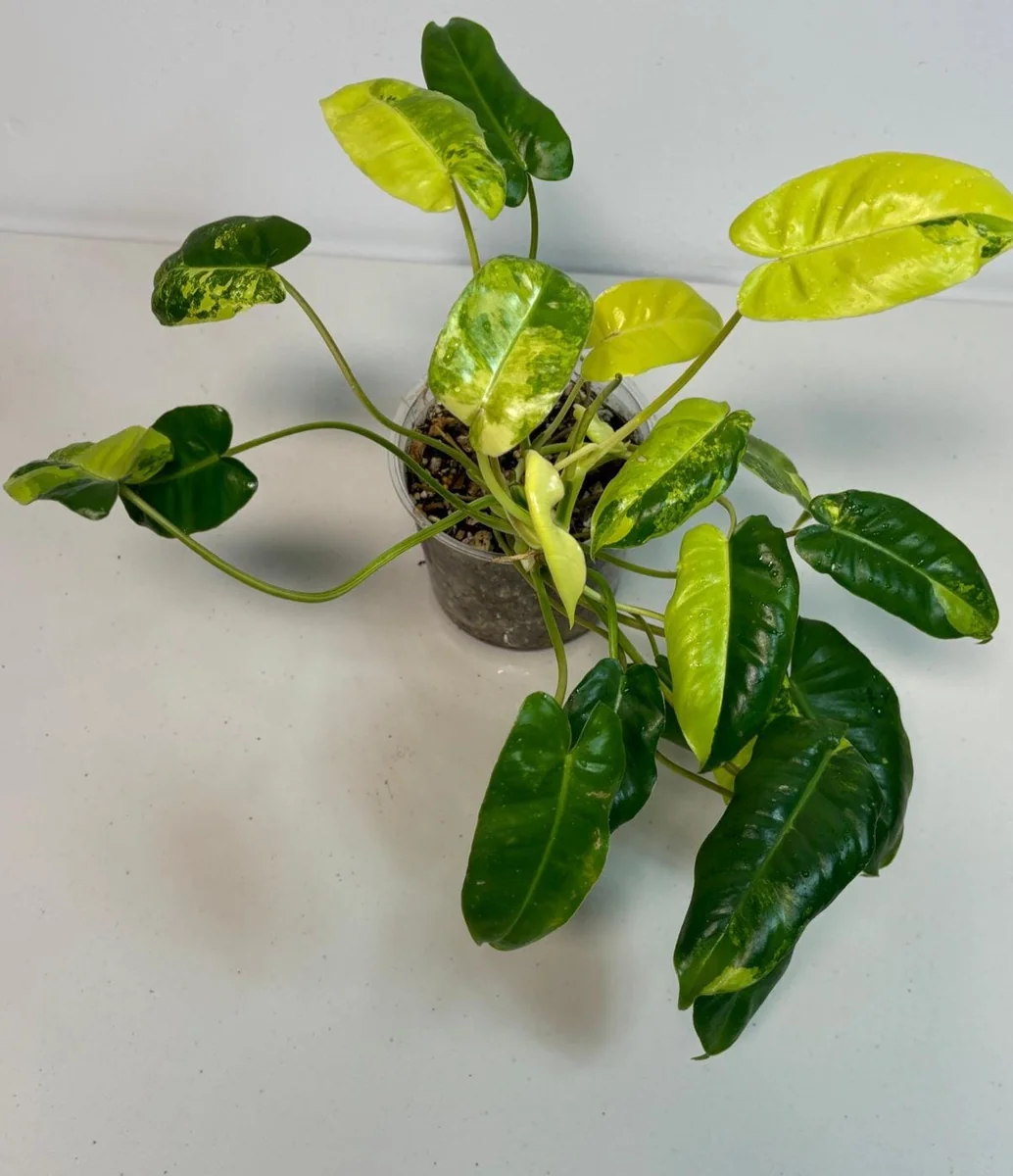 Variegated Burle Marx Philodendron Live Plant – Indoor & Outdoor Tropical Houseplant - Image 2