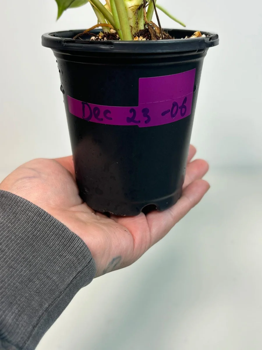 Variegated Burle Marx Philodendron Live Plant - Indoor & Outdoor Tropical Houseplant - Image 3