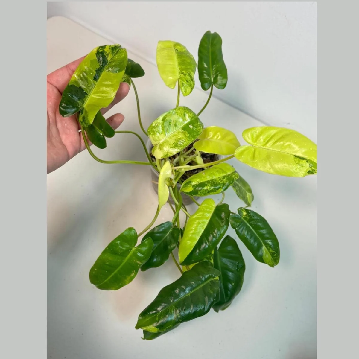 Variegated Burle Marx Philodendron Live Plant – Indoor & Outdoor Tropical Houseplant - Image 1