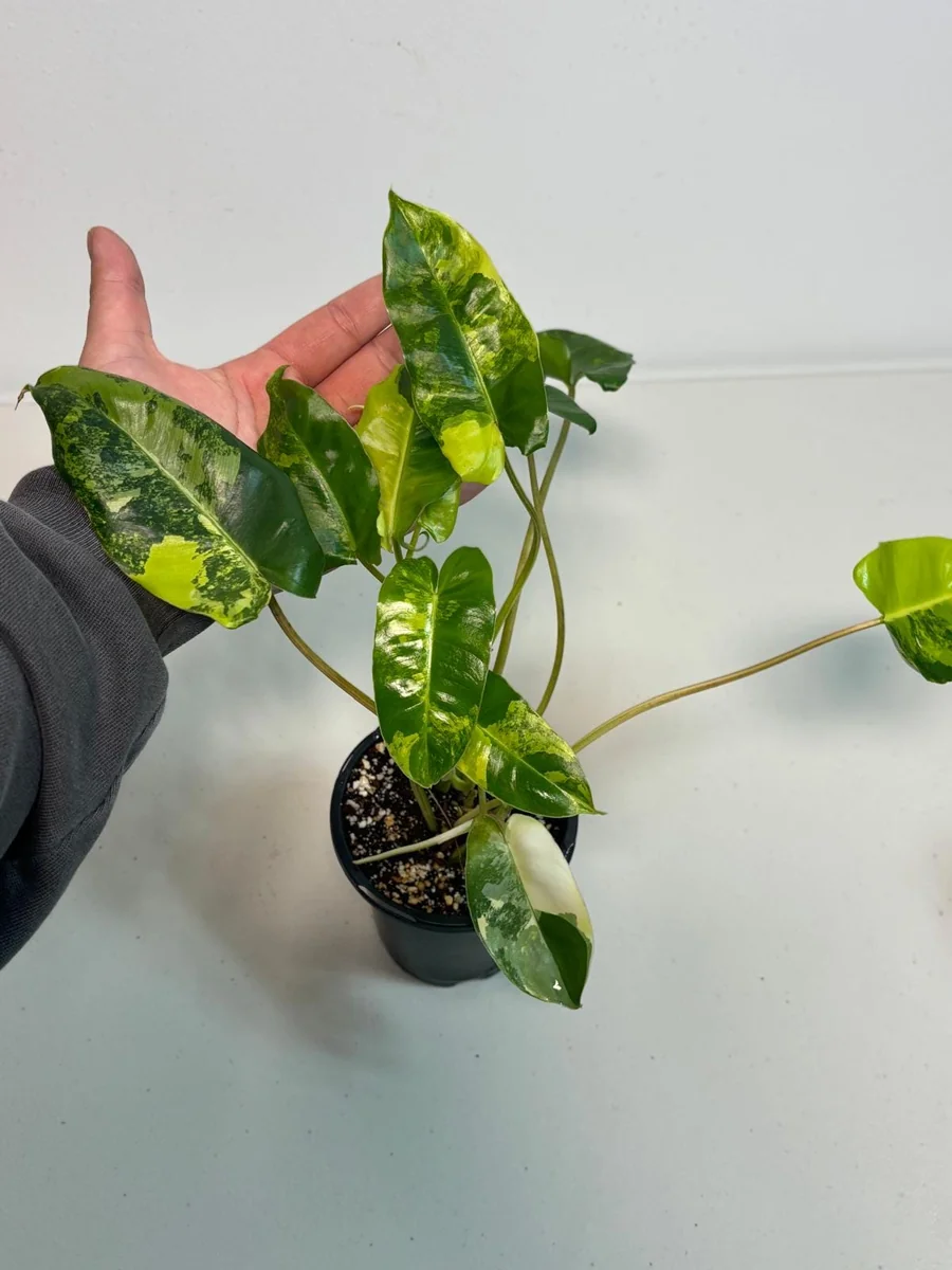Variegated Burle Marx Philodendron Live Plant - Indoor & Outdoor Tropical Houseplant - Image 1