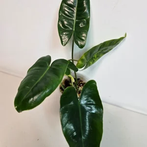 Variegated Burle Marx Philodendron Live Plant - Rare Tropical Houseplant - Image 4