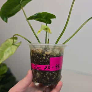 Variegated Burle Marx Philodendron Live Plant - Rare Tropical Houseplant - Image 5