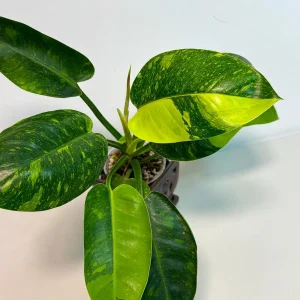 Variegated Burle Marx Philodendron Live Plant - Tropical Houseplant - Image 2