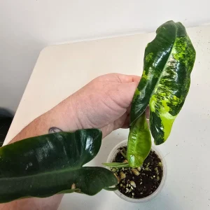 Variegated Burle Marx Philodendron Live Plant - Tropical Houseplant - Image 3