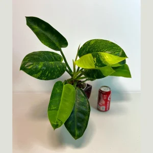 Variegated Burle Marx Philodendron Live Plant - Tropical Houseplant - Image 1