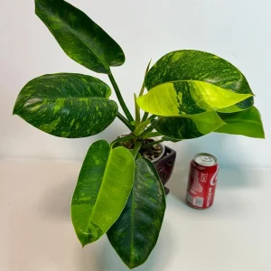 Variegated Burle Marx Philodendron Live Plant - Tropical Houseplant - Image 4