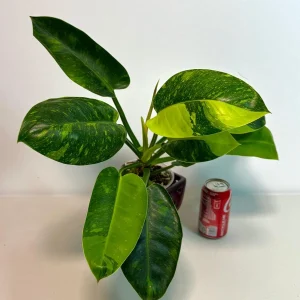 Variegated Burle Marx Philodendron Live Plant - Tropical Houseplant - Image 5