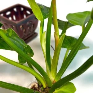 Variegated Burle Marx Philodendron Live Plant - Tropical Houseplant - Image 6