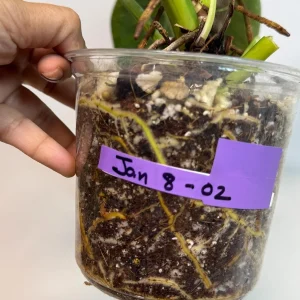 Variegated Burle Marx Philodendron Live Plant - Tropical Houseplant - Image 7