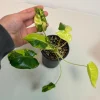 Variegated Burle Marx Philodendron Live Plant - Tropical Aroid Houseplant - Image 1