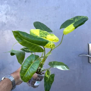 Variegated Burle Marx Philodendron - Live Tropical Potted Houseplant Indoor/Outdoor - Image 2