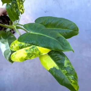Variegated Burle Marx Philodendron - Live Tropical Potted Houseplant Indoor/Outdoor - Image 3