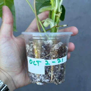 Variegated Burle Marx Philodendron - Live Tropical Potted Houseplant Indoor/Outdoor - Image 6