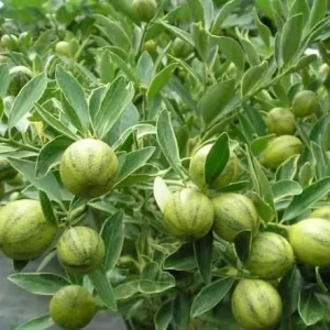 Variegated Centennial Kumquat Live Plant – 1 Gallon – 1-2 Feet Tall - Image 1