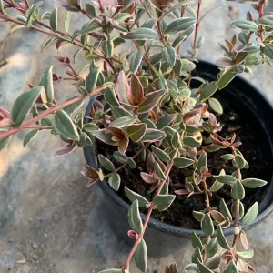 Variegated Chilean Guava Live Plant - Ugni Molinae 'Flambeau' - 1 Gallon Pot - Image 3