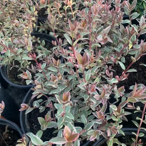 Variegated Chilean Guava Live Plant - Ugni Molinae 'Flambeau' - 1 Gallon Pot - Image 1